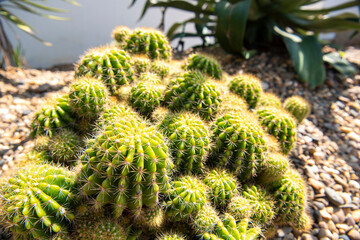 close up green cactus with yellow thorn offshoots in many different size