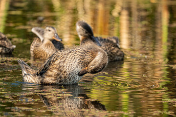 small flock of young ducks in the pond on a sunny day cleaning their feathers