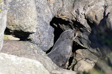 A young fur seal is out warming itself on the rocky beach