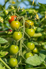 little green and red tomatoes grew on the long vein in the garden under the sun