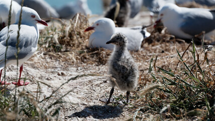The chick of a red billed gull stands in the nesting colony