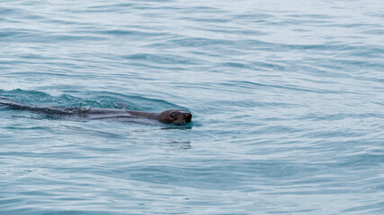 Fototapeta premium A swimming New Zealand fur seal