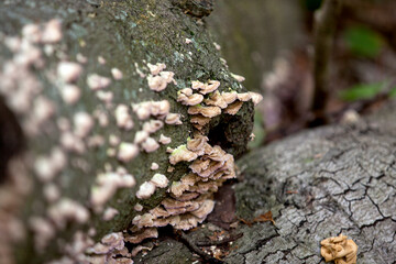 Mushrooms along the side of a hiking train in an Ontario Provincial park.
