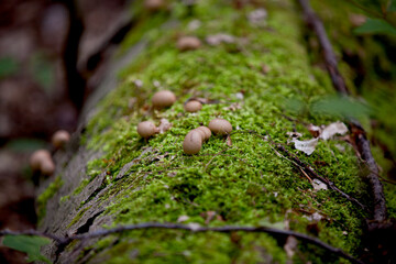 Mushrooms along the side of a hiking train in an Ontario Provincial park.