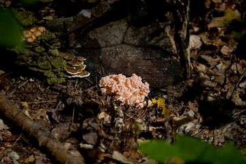 Mushrooms along the side of a hiking train in an Ontario Provincial park.