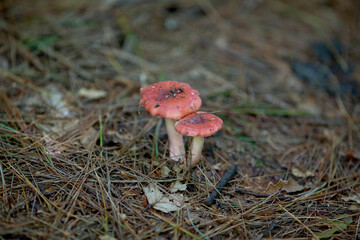 Mushrooms along the side of a hiking train in an Ontario Provincial park.