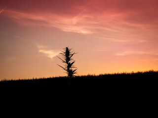 Cannabis (marijuana) bush on the field, at sunset.