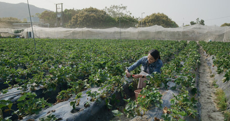 Woman pick strawberry in farm