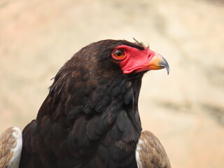 bird of prey