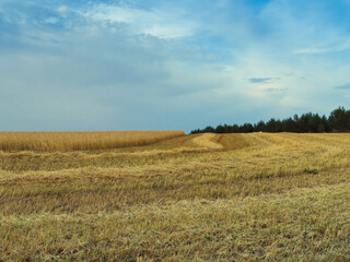 Hay in the meadow in the field. Mowing grass.