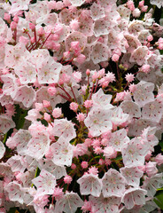 A Focused Stacked Close-up View of Pink Mountain Laurel