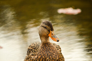 Canard colvert femelle