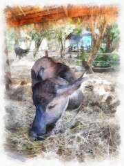 Asian baby buffalo watercolor style illustration impressionist painting.