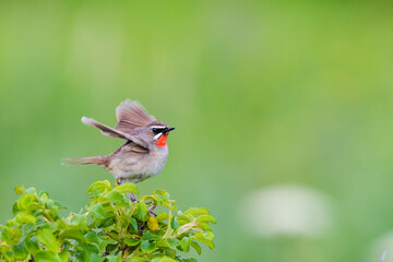羽ばたくノゴマの雄(Siberian rubythroat)