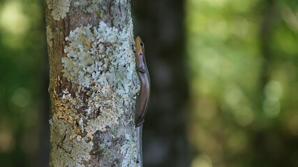 Skink on a tree in Arkansas