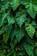 Nature leaves in the tropical forest, Fresh green leaves background. vertical photo.