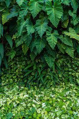 Nature leaves on the tropical wall, Fresh green leaves background in the botanical garden. Green wall. vertical photo.