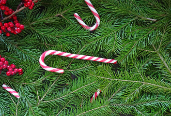 Traditional candy canes on a background of green fir branches, New Year's background