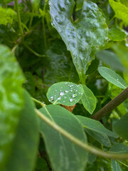 water droplets on green leaf.