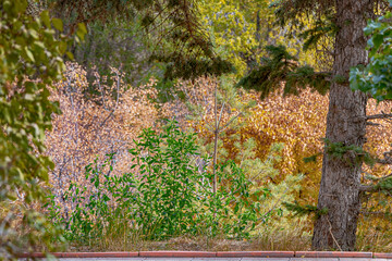 A bright green bush under spruce branches on a background of yellow autumn leaves . Soft focus