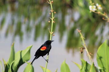 red-winged blackbird in Florida swamp