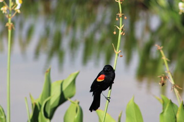 red-winged blackbird in Florida swamp