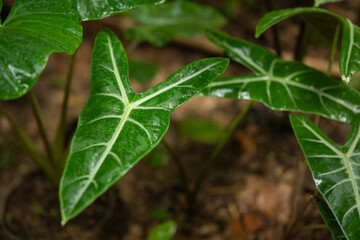  Colorful ornamental leaves of Caladium or Angel Wings . The tropical foliage plant for background