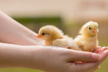 夏の公園で女性の手平にいる可愛いヒヨコの姿