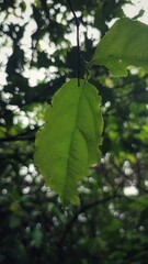 green leaves in the forest