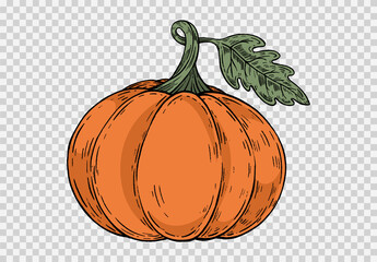 Pumpkin hand draw with brush style isolated on png or transparent texture,Halloween party background ,element template for poster,brochures, online advertising,vector illustration - obrazy, fototapety, plakaty