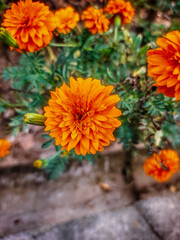 close up photo of flowers