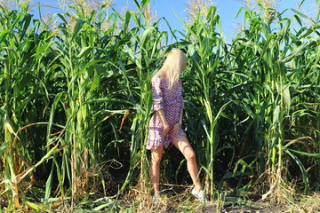Horror scene. Girl blonde in a dress stands in a corn field. 