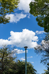 Summer sky looking up in the park