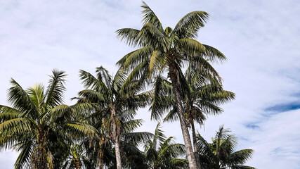 Obraz premium coconut trees