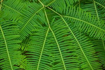 Fototapeta premium closeup green fern leaves texture abstract background,green conservation concept.