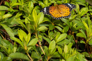 Obraz premium ツマグロヒョウモン 自然な営み