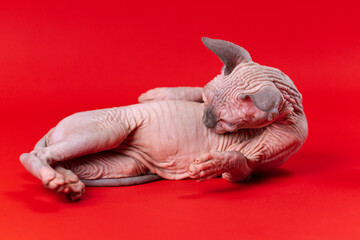 Portrait of female Canadian Sphynx Cat on red background. Funny four month old kitten of blue mink and white color lies on its side and looks at its naked tummy.