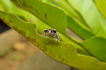 cute frog looking for pray on fern leaves in Amazon forest