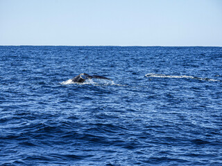 Fototapeta premium surfing on the sea