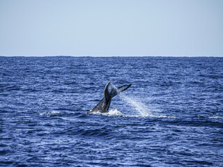 Fototapeta premium dolphin in the water