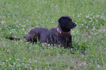 Chier retriever noir .