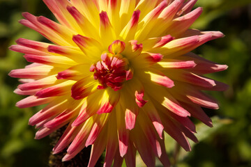 Pink and yellow Garden Dahlia in bloom during  fall
