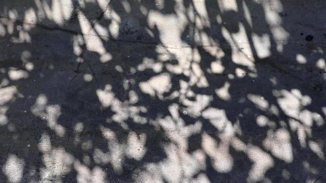 Abstract beauty and patterns in nature. Beautifully moving shadows of Wrightia antidysenterica tree reflected on a concrete floor.