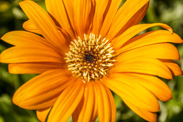 Orange  African Daisy in bloom during fall