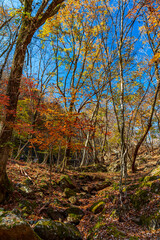 Fototapeta premium 【栃木県】紅葉時期の龍王峡