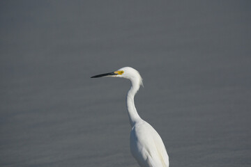 great white heron ardea cinerea