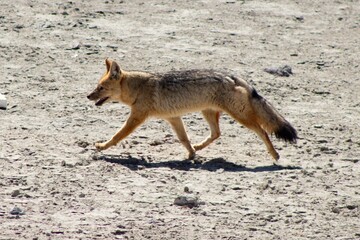 Zorro caminando desierto