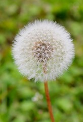 Obraz premium dandelion head