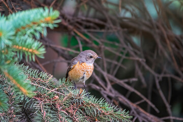 The common redstart female, Phoenicurus phoenicurus, is photographed in close-up sitting on a branch against a blurred background.