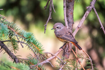The common redstart female, Phoenicurus phoenicurus, is photographed in close-up sitting on a branch against a blurred background.
